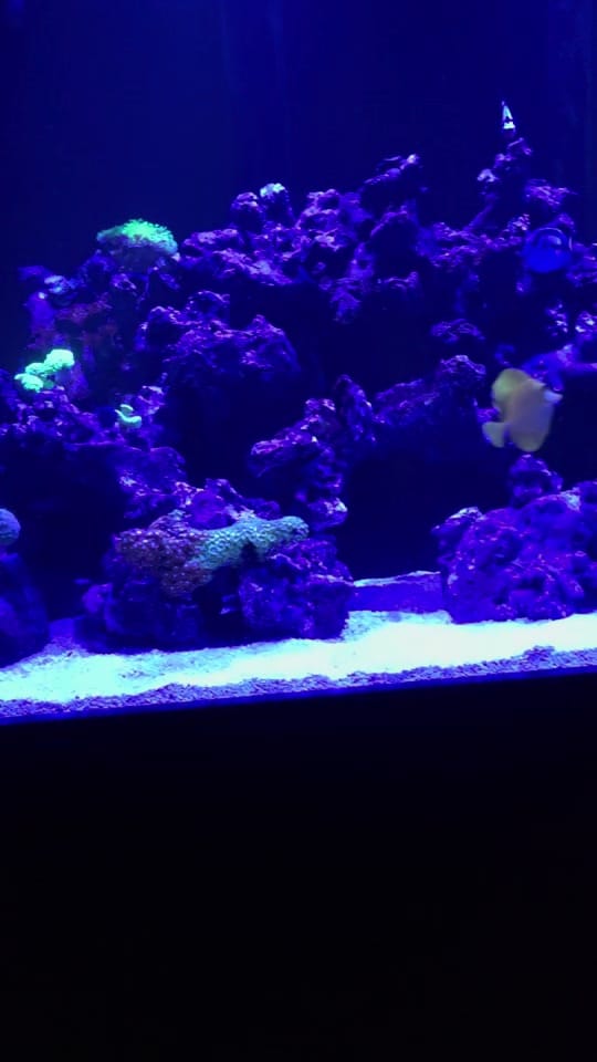 Post 1 by Ryan🌟🐬🌟 on TikTok (video)