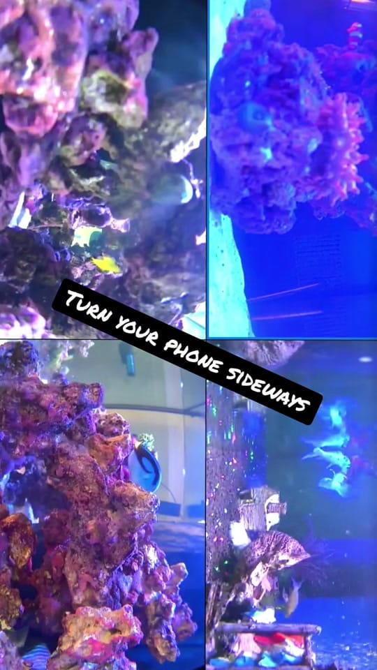 Post 7 by Ryan🌟🐬🌟 on TikTok (video)