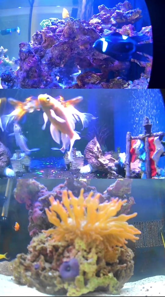 Post 8 by Ryan🌟🐬🌟 on TikTok (video)