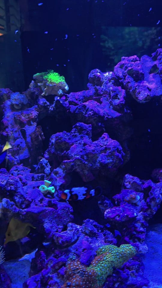 Post 3 by Ryan🌟🐬🌟 on TikTok (video)