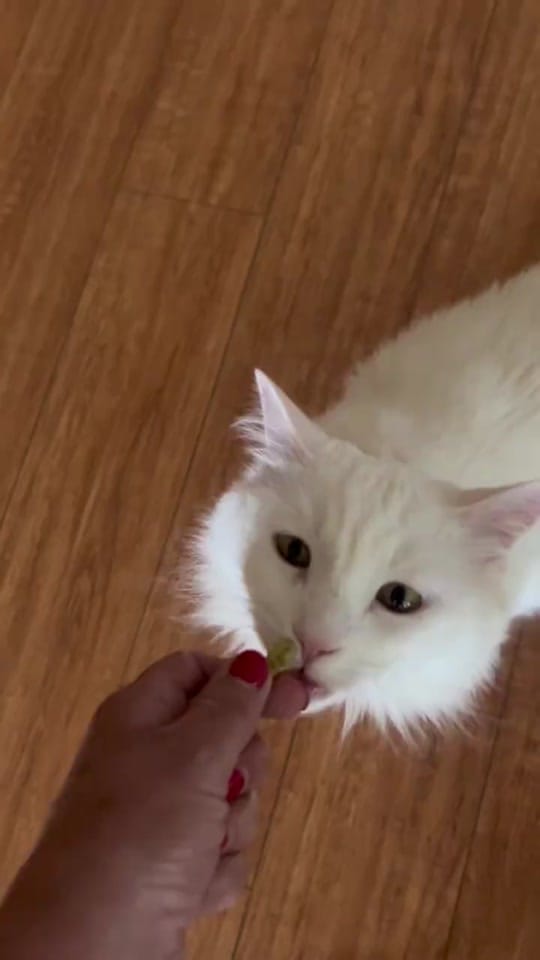 Post 3 by Danielle on TikTok (video)