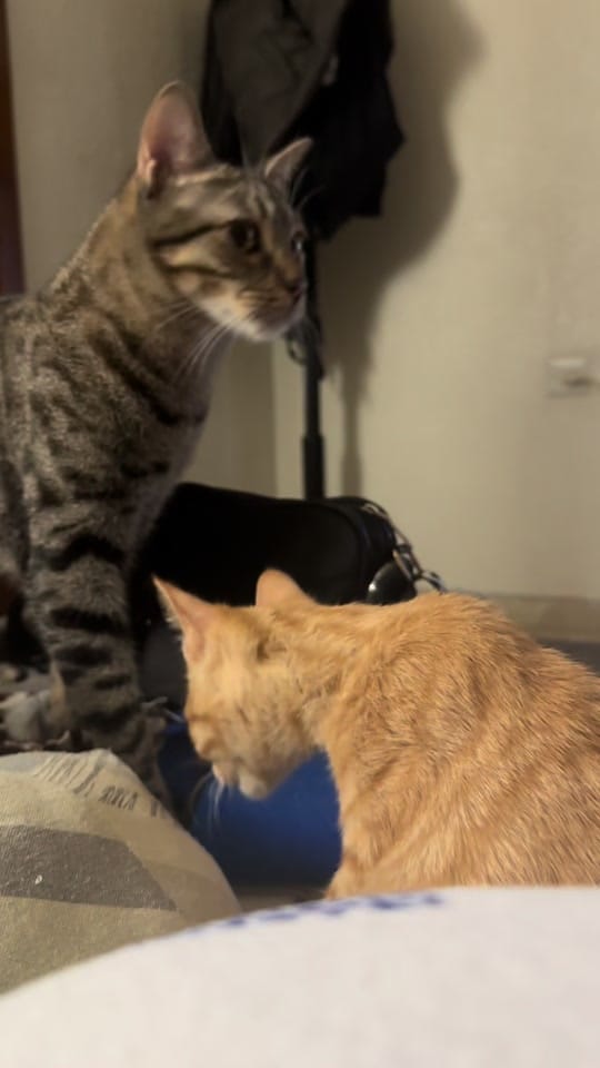 Post 4 by Albagaspar__ on TikTok (video)