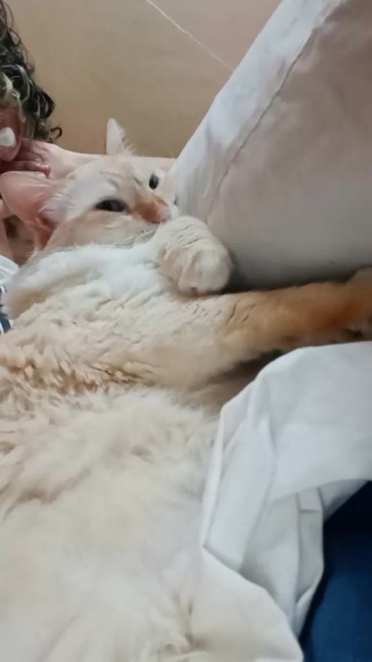 Post 8 by Pk on TikTok (video)