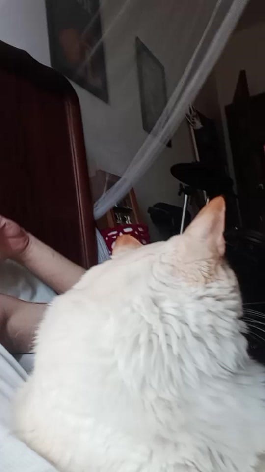 Post 4 by Pk on TikTok (video)