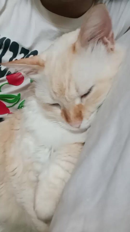 Post 7 by Pk on TikTok (video)