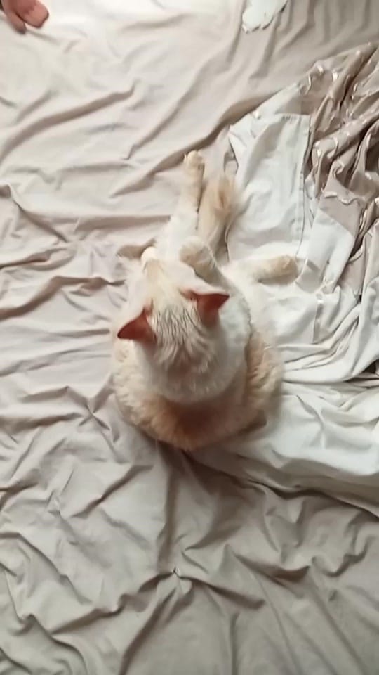 Post 10 by Pk on TikTok (video)