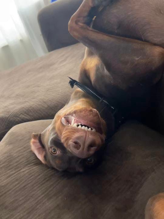 Post 1 by Shan.anigans on TikTok (video)