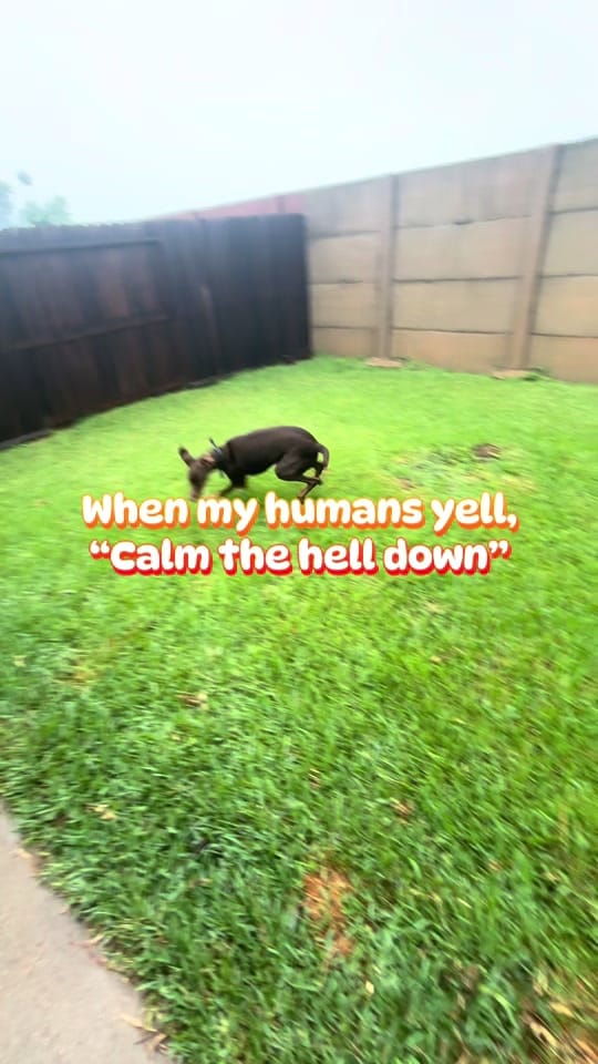 Post 2 by Shan.anigans on TikTok (video)