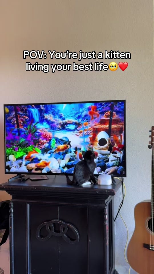 Post 1 by Macartney Reinhardt on TikTok (video)