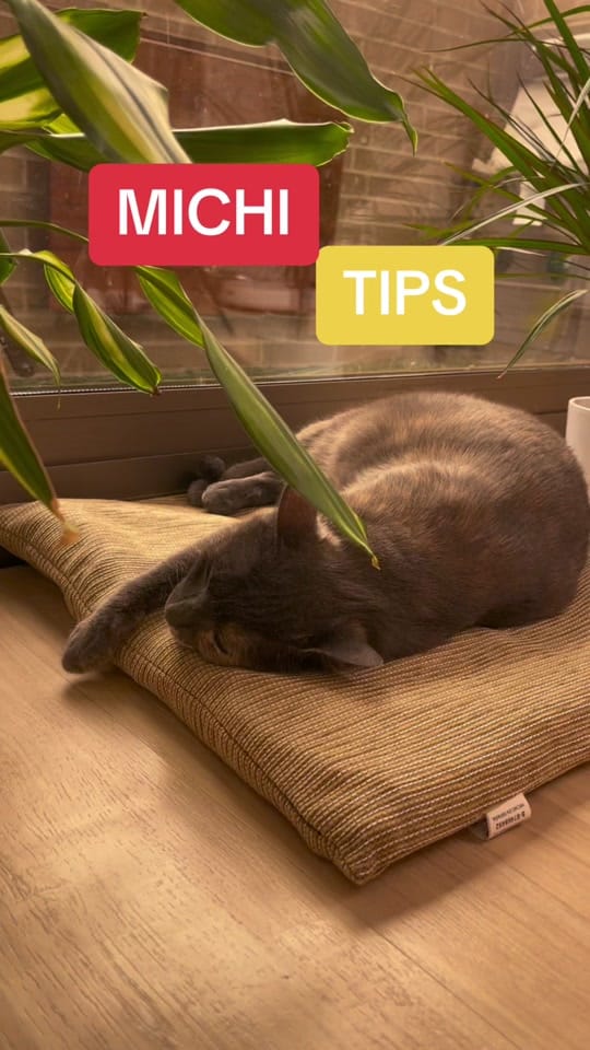 Post 4 by Jorge Runza on TikTok (video)