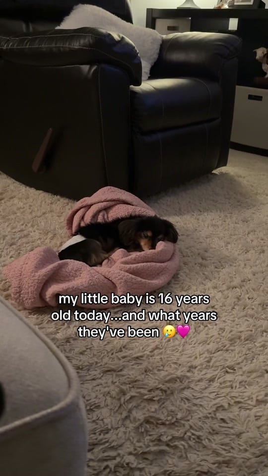 Post 1 by Sasha McVeigh on TikTok (video)
