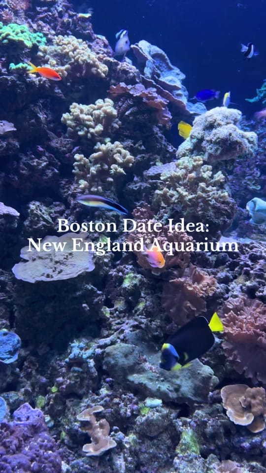 Post 1 by Ellie Brigida on TikTok (video)