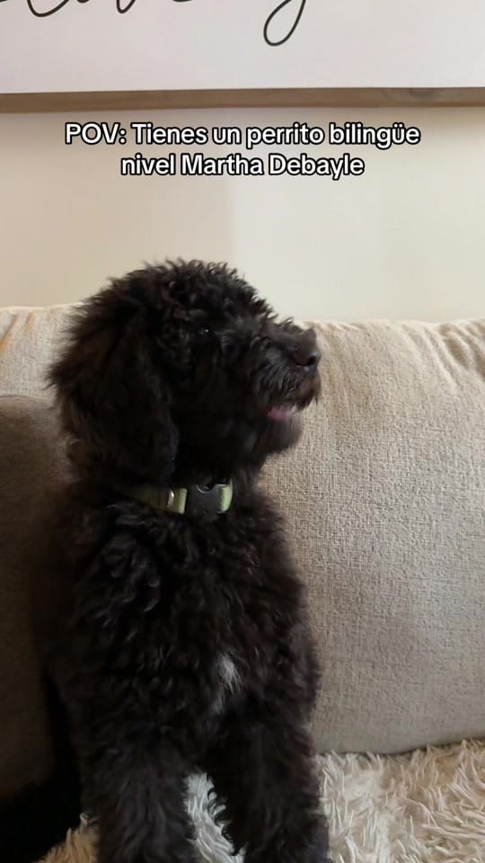 Post 10 by josemiguelnavram on TikTok (video)