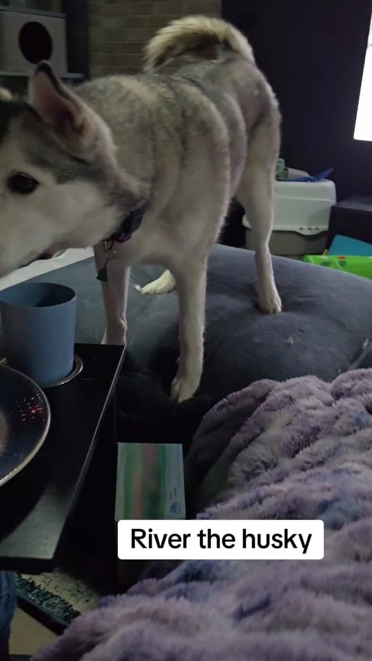 Post 6 by Kelly M on TikTok (video)