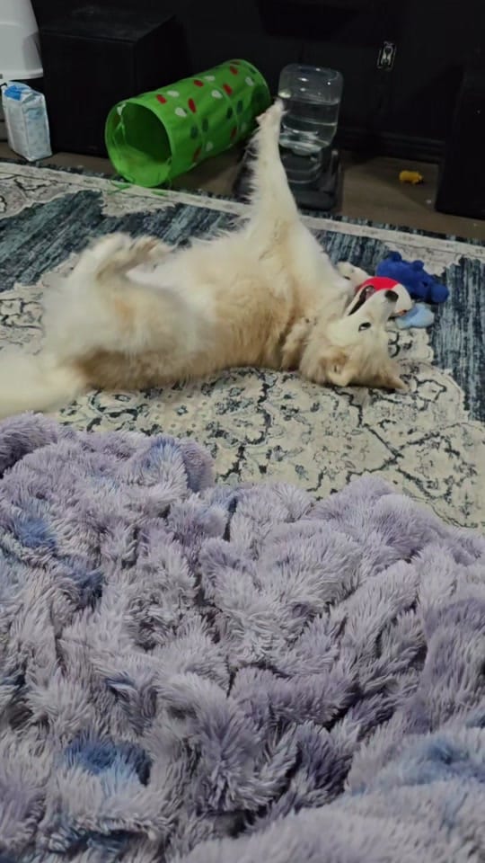 Post 5 by Kelly M on TikTok (video)