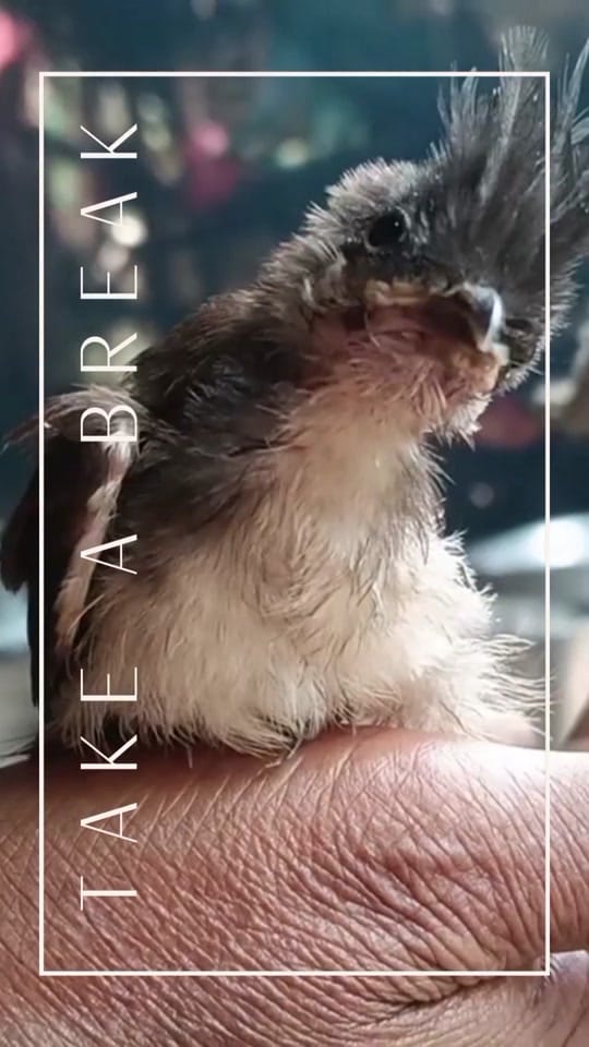 Post 4 by Victoria Kahle on TikTok (video)