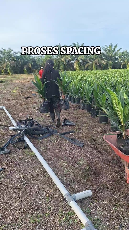 Post 4 by CV. Berkah Palma Nursery on TikTok (video)