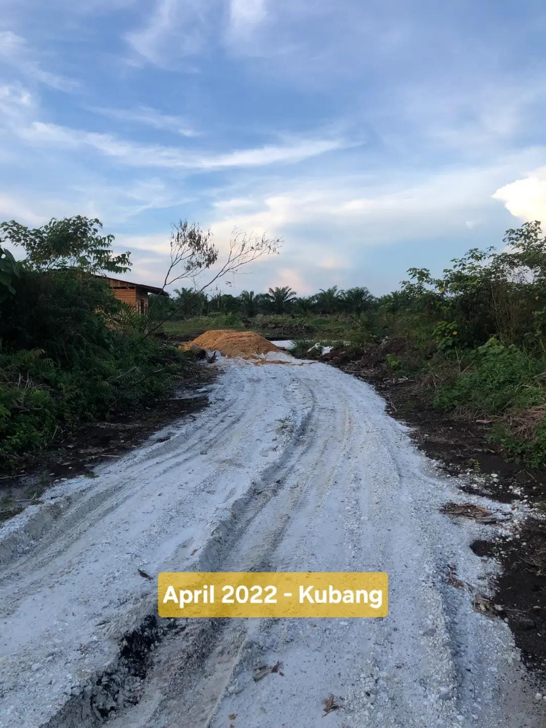 Post 9 by CV. Berkah Palma Nursery on TikTok (video)