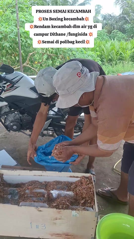 Post 7 by CV. Berkah Palma Nursery on TikTok (video)