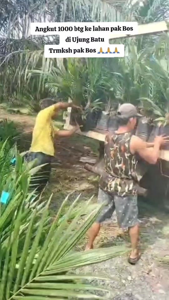 Post 5 by CV. Berkah Palma Nursery on TikTok (video)