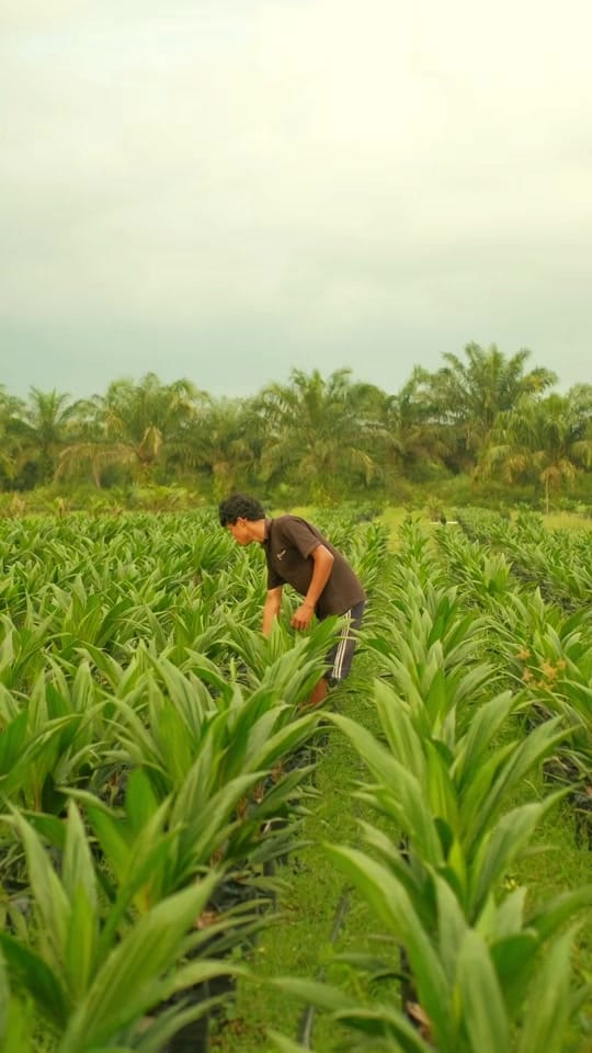 Post 8 by CV. Berkah Palma Nursery on TikTok (video)