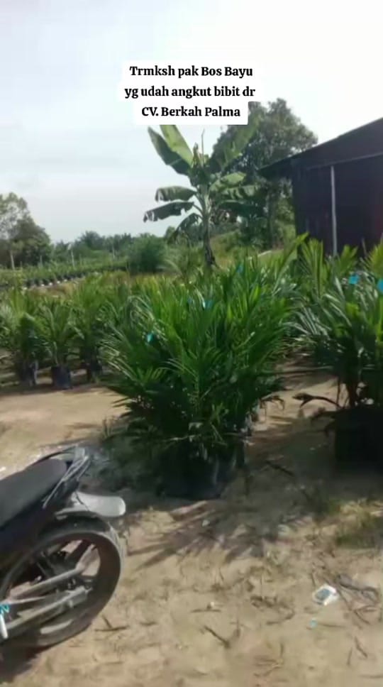 Post 3 by CV. Berkah Palma Nursery on TikTok (video)