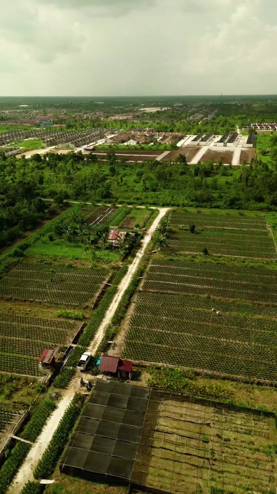 Post 10 by CV. Berkah Palma Nursery on TikTok (video)
