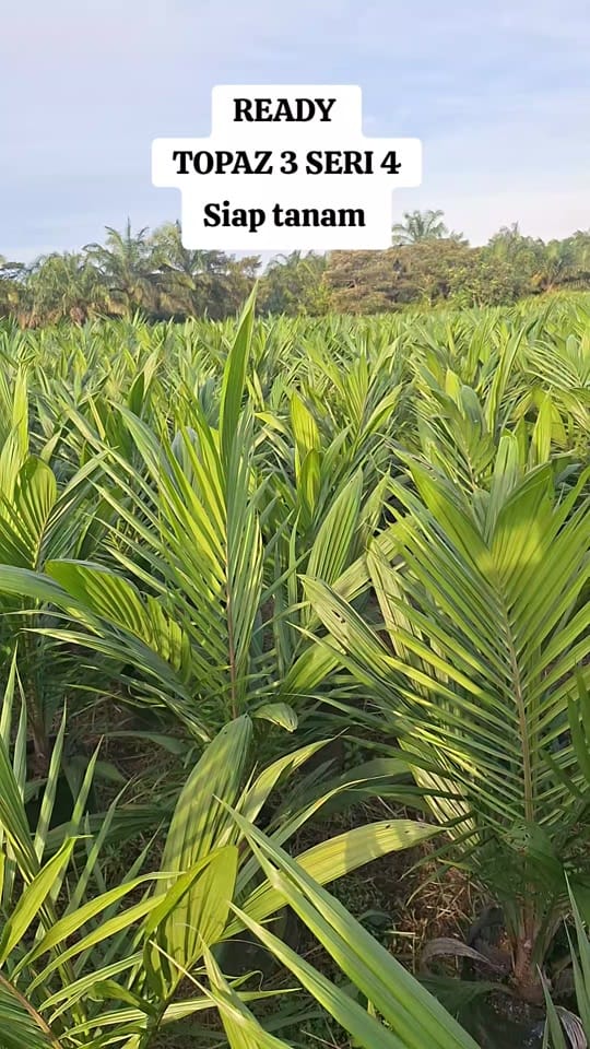 Post 2 by CV. Berkah Palma Nursery on TikTok (video)