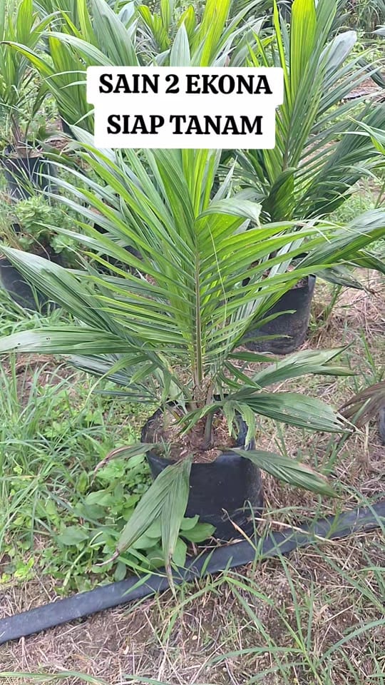 Post 1 by CV. Berkah Palma Nursery on TikTok (video)