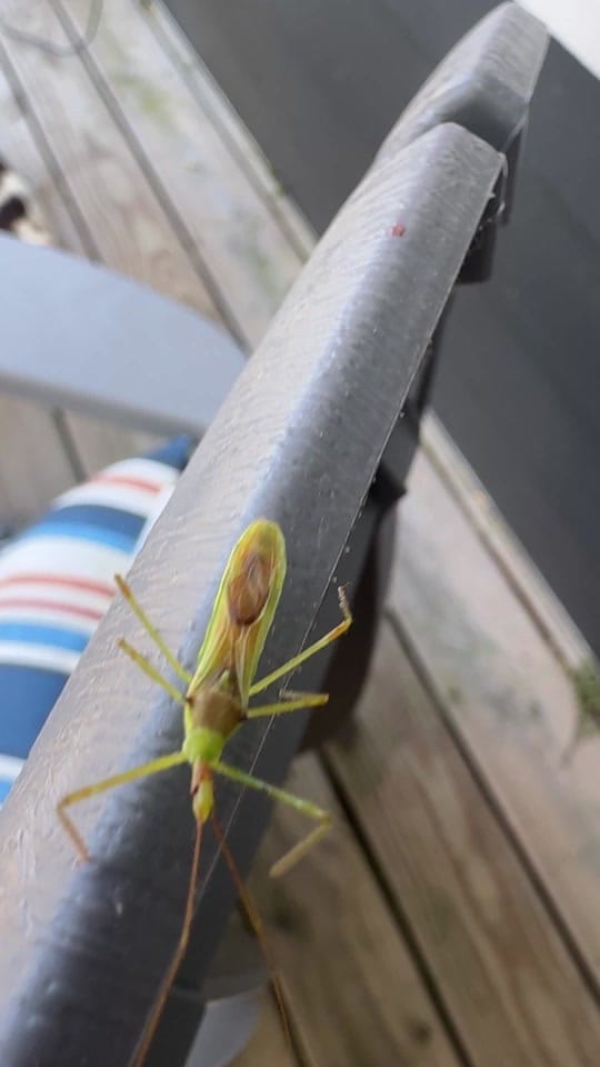 Post 4 by Erin Stoll Music on TikTok (video)