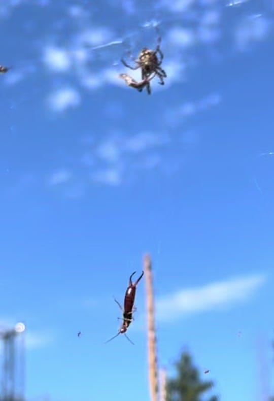 Post 1 by hyvoltj on TikTok (video)