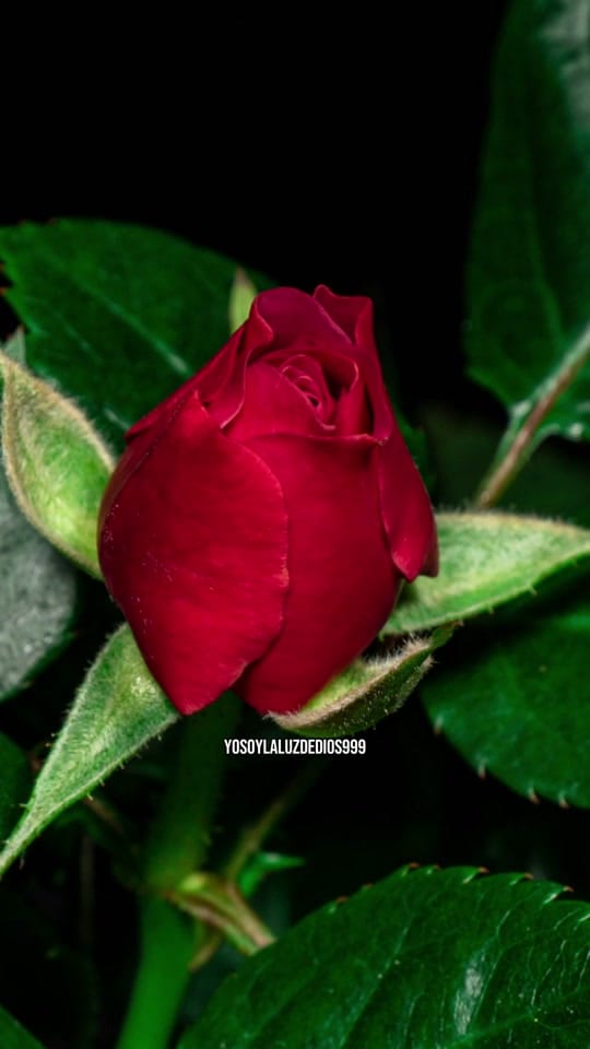 Post 3 by Yo Soy La Luz De Dios 💫 on TikTok (video)
