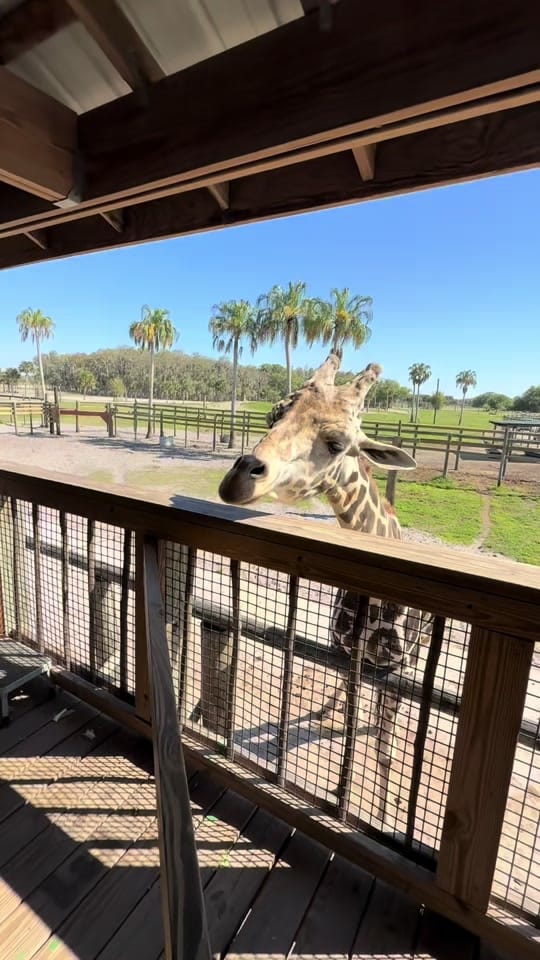 Post 10 by nicolepillman on TikTok (video)