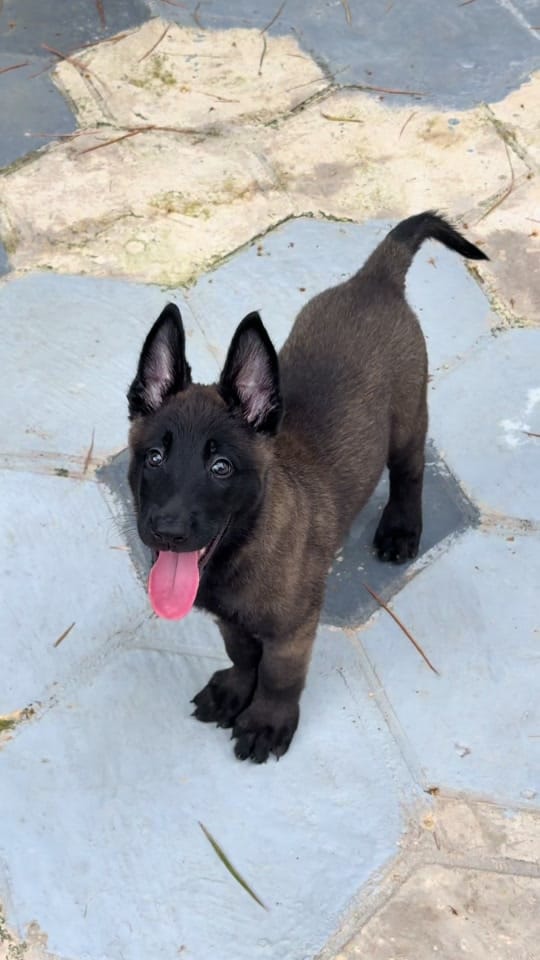 Post 3 by La CASA del MALI (k9) 🇨🇴🇨🇴 on TikTok (video)