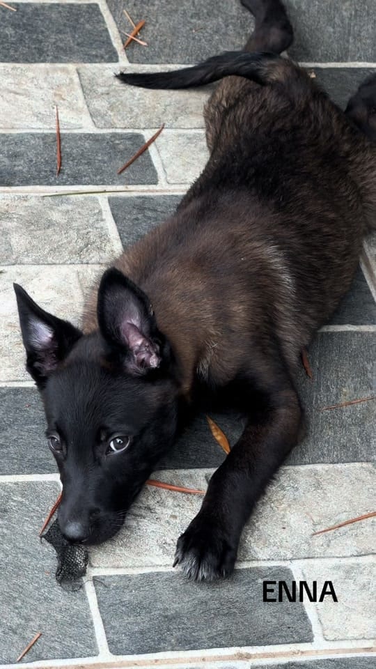 Post 8 by La CASA del MALI (k9) 🇨🇴🇨🇴 on TikTok (video)