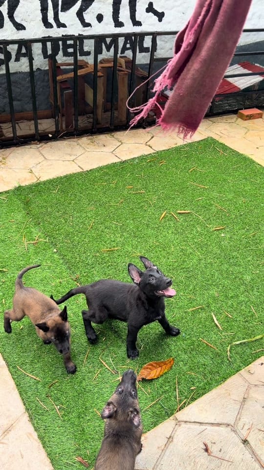 Post 6 by La CASA del MALI (k9) 🇨🇴🇨🇴 on TikTok (video)