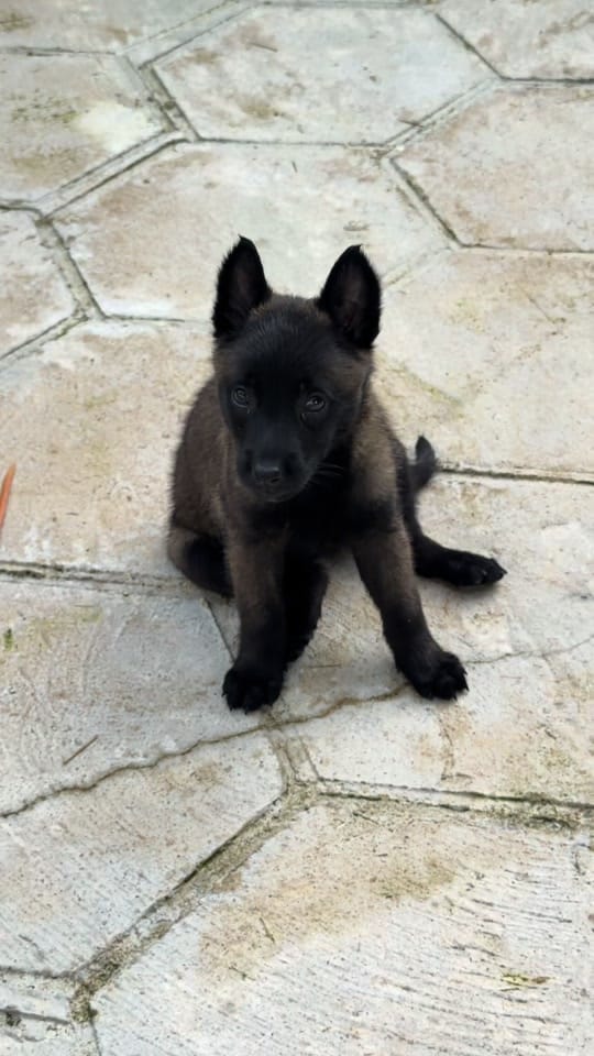 Post 2 by La CASA del MALI (k9) 🇨🇴🇨🇴 on TikTok (video)