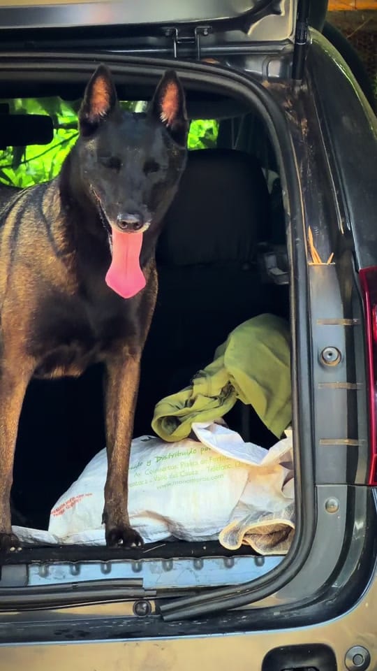 Post 10 by La CASA del MALI (k9) 🇨🇴🇨🇴 on TikTok (video)