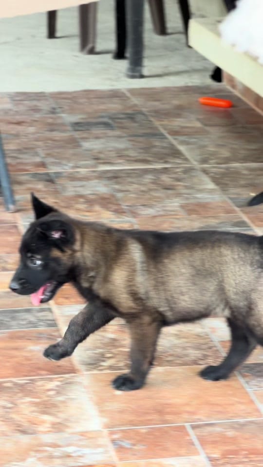 Post 5 by La CASA del MALI (k9) 🇨🇴🇨🇴 on TikTok (video)