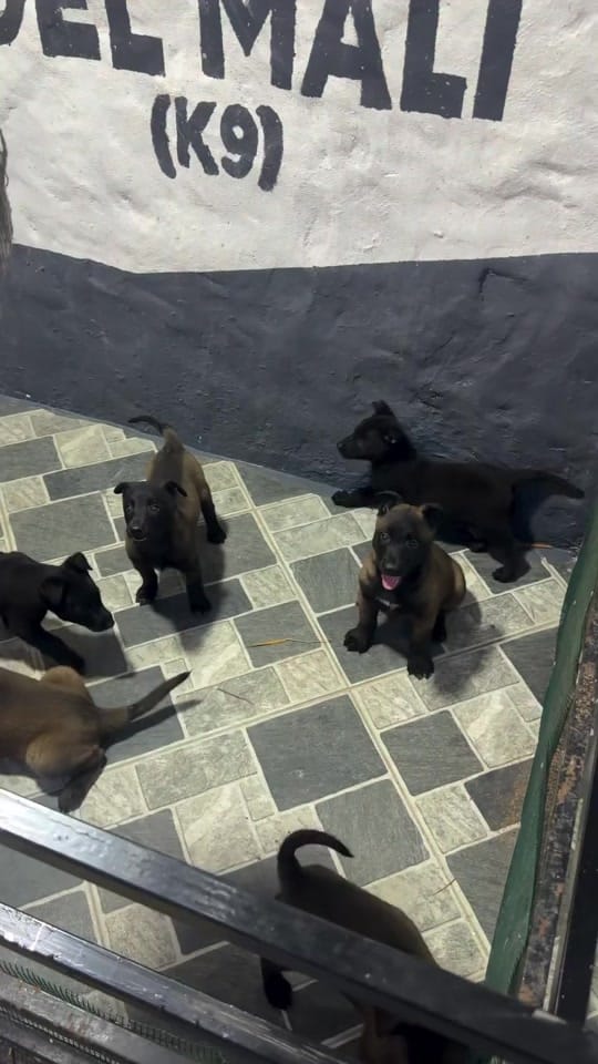 Post 9 by La CASA del MALI (k9) 🇨🇴🇨🇴 on TikTok (video)