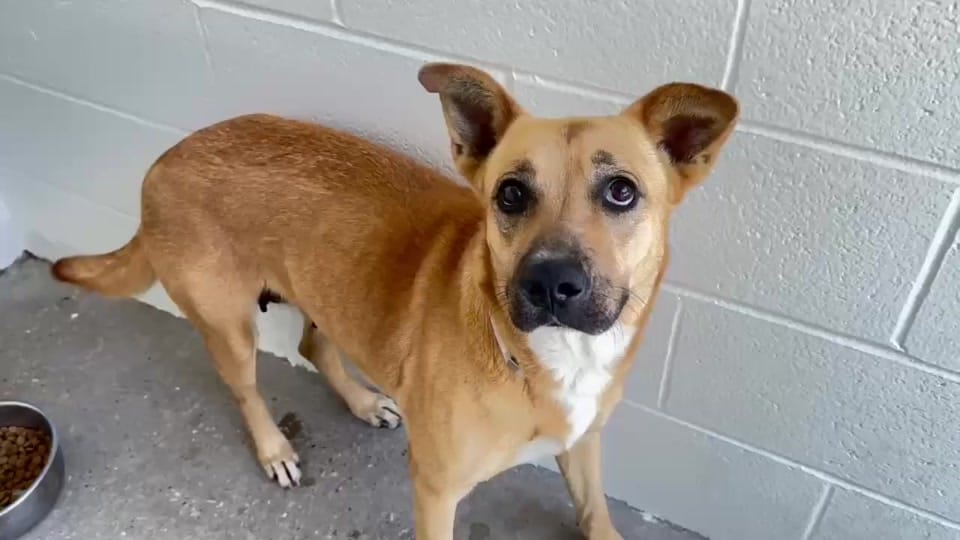 Post 9 by savinghoustonspets on TikTok (video)