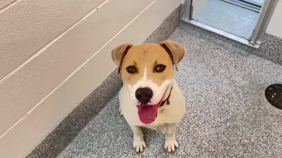 Post 3 by savinghoustonspets on TikTok (video)