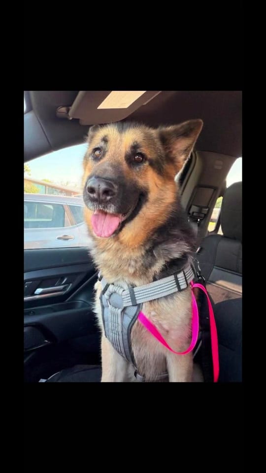 Post 7 by savinghoustonspets on TikTok (video)