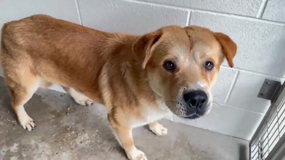 Post 6 by savinghoustonspets on TikTok (video)