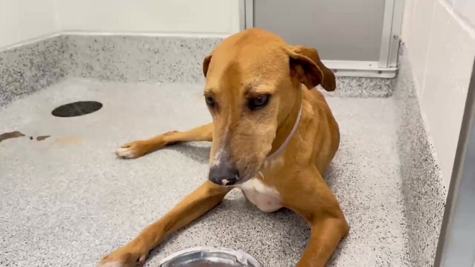 Post 4 by savinghoustonspets on TikTok (video)