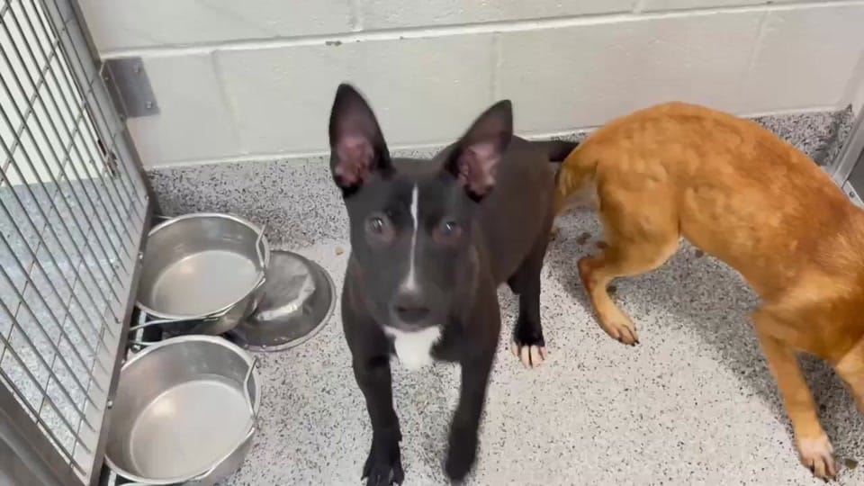 Post 8 by savinghoustonspets on TikTok (video)