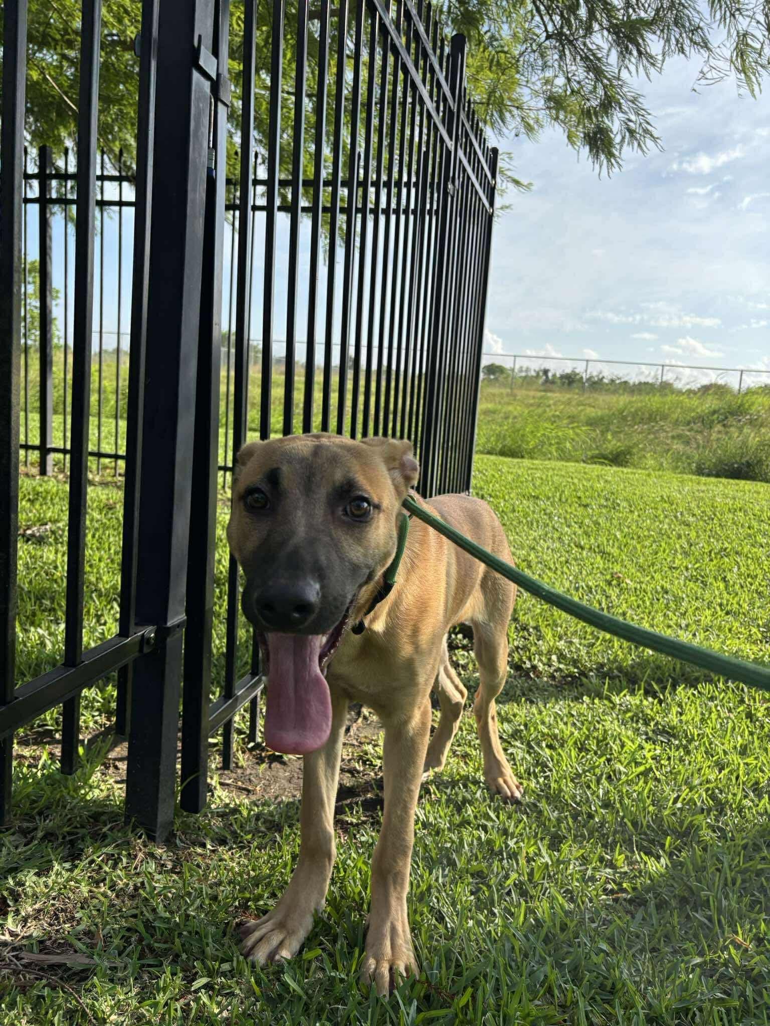 Post 1 by savinghoustonspets on TikTok (video)