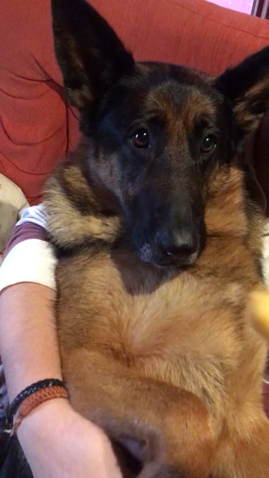 Post 3 by Pampathegermanshepherd on TikTok (video)