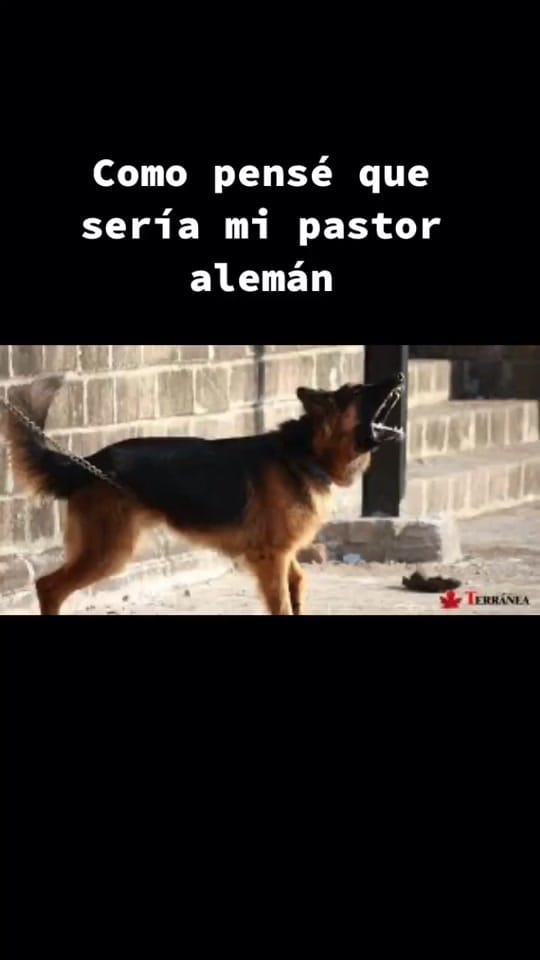 Post 5 by Pampathegermanshepherd on TikTok (video)