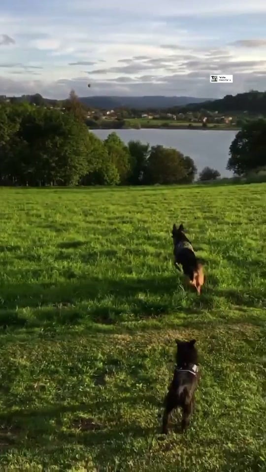 Post 2 by Pampathegermanshepherd on TikTok (video)